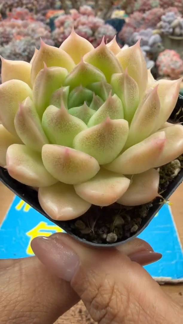 东云多肉园二店-269