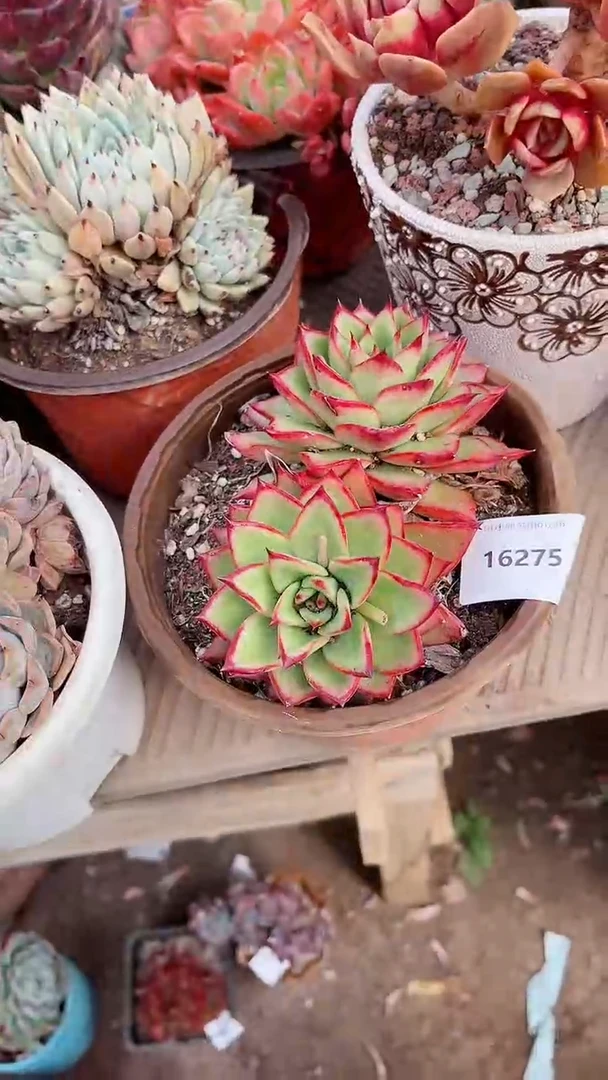 【闪购商品】16275