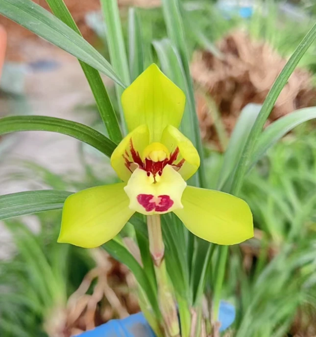 基地直发——黄金荷（春兰名品）原盆原土8苗起 三年老桩苗 新手好养