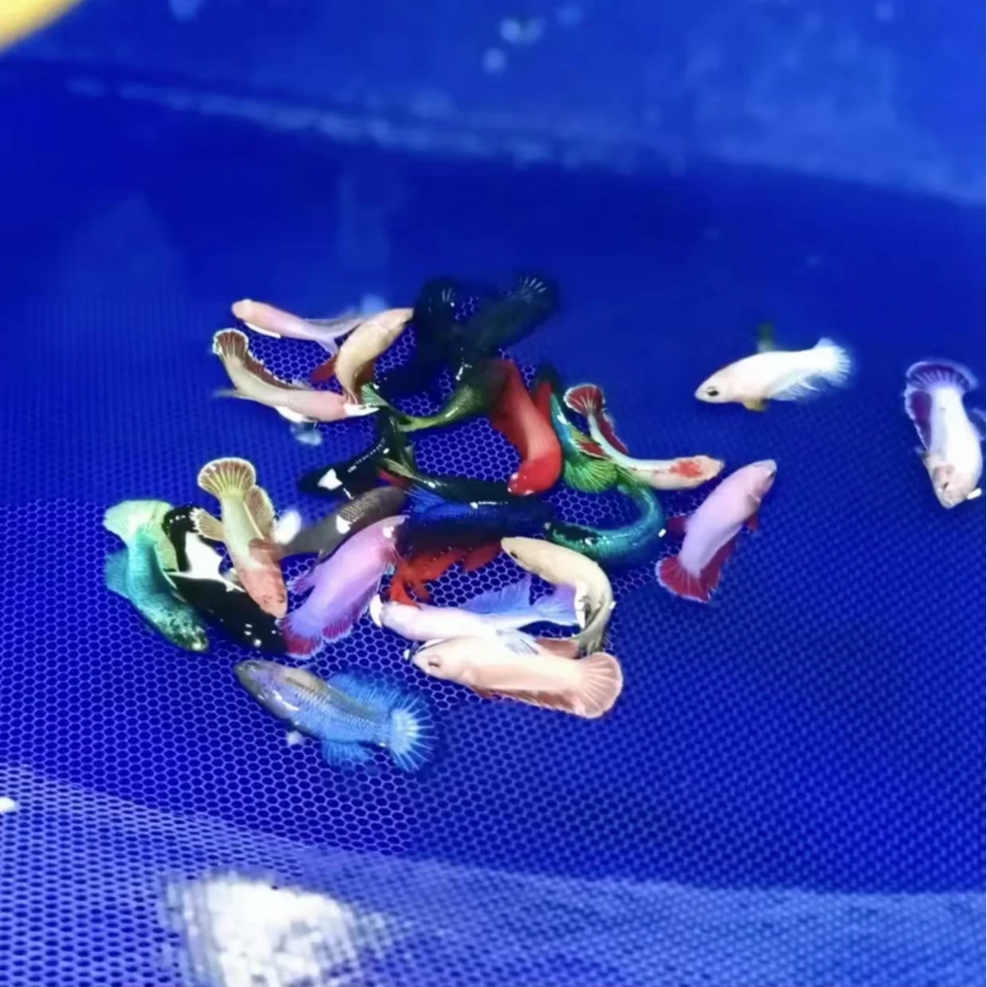 101-200号泰国半月双尾狮王纯白将军小型观赏鱼小型热带鱼3cm