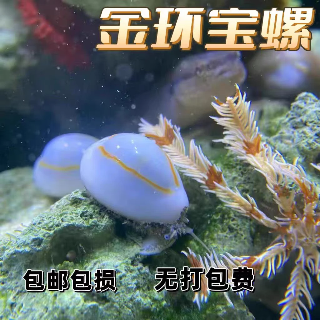 紫底星螺金环宝螺牛眼螺观赏螺活体除绿藻净化海缸吃藻