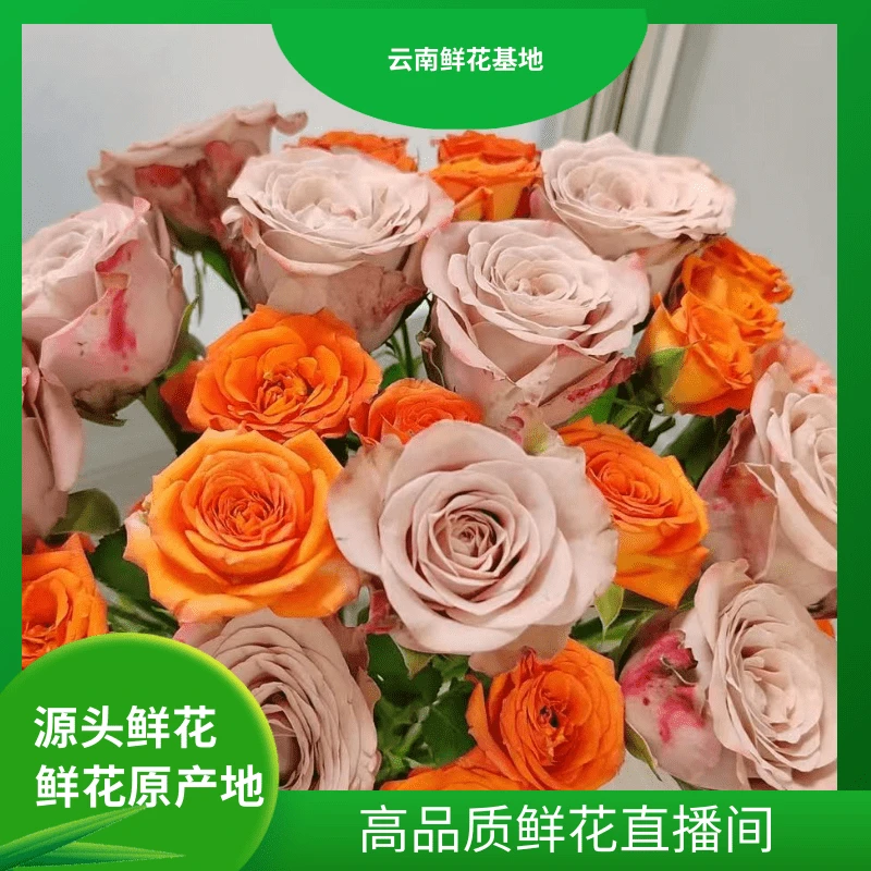 颜花【卡布+橙色芭比】云南鲜花两单鲜花升级冷链或空运到家