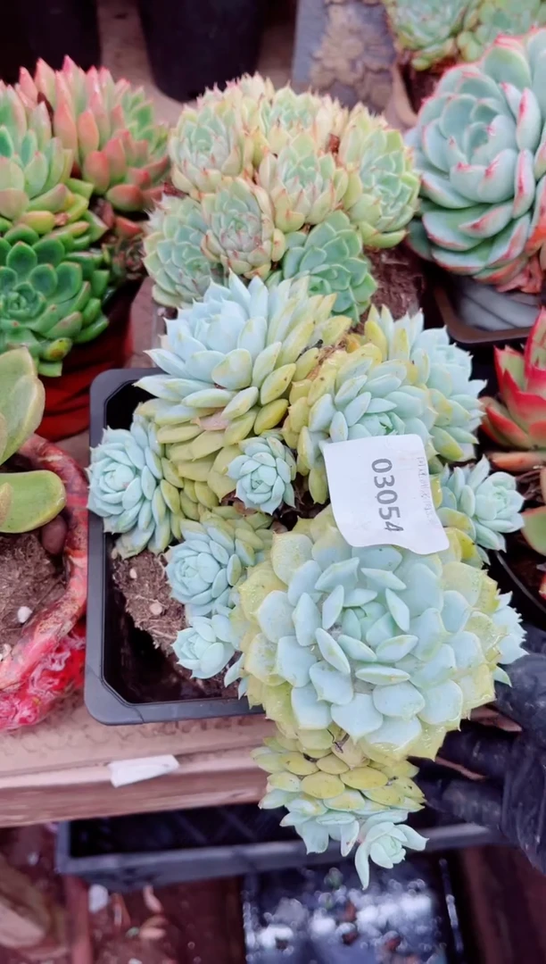 妞***院03054多肉植物一物一拍