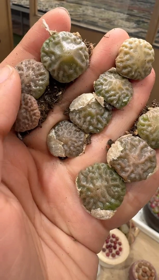 34多肉植物肉锥热浪烧卖一颗
