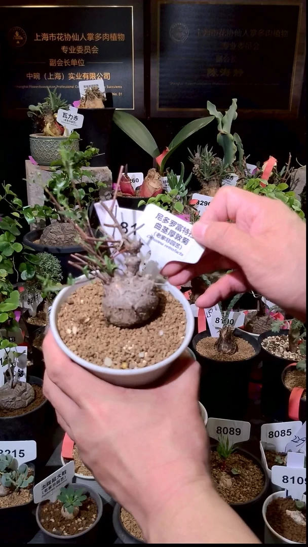 号1229精品植物曲径厚墩菊