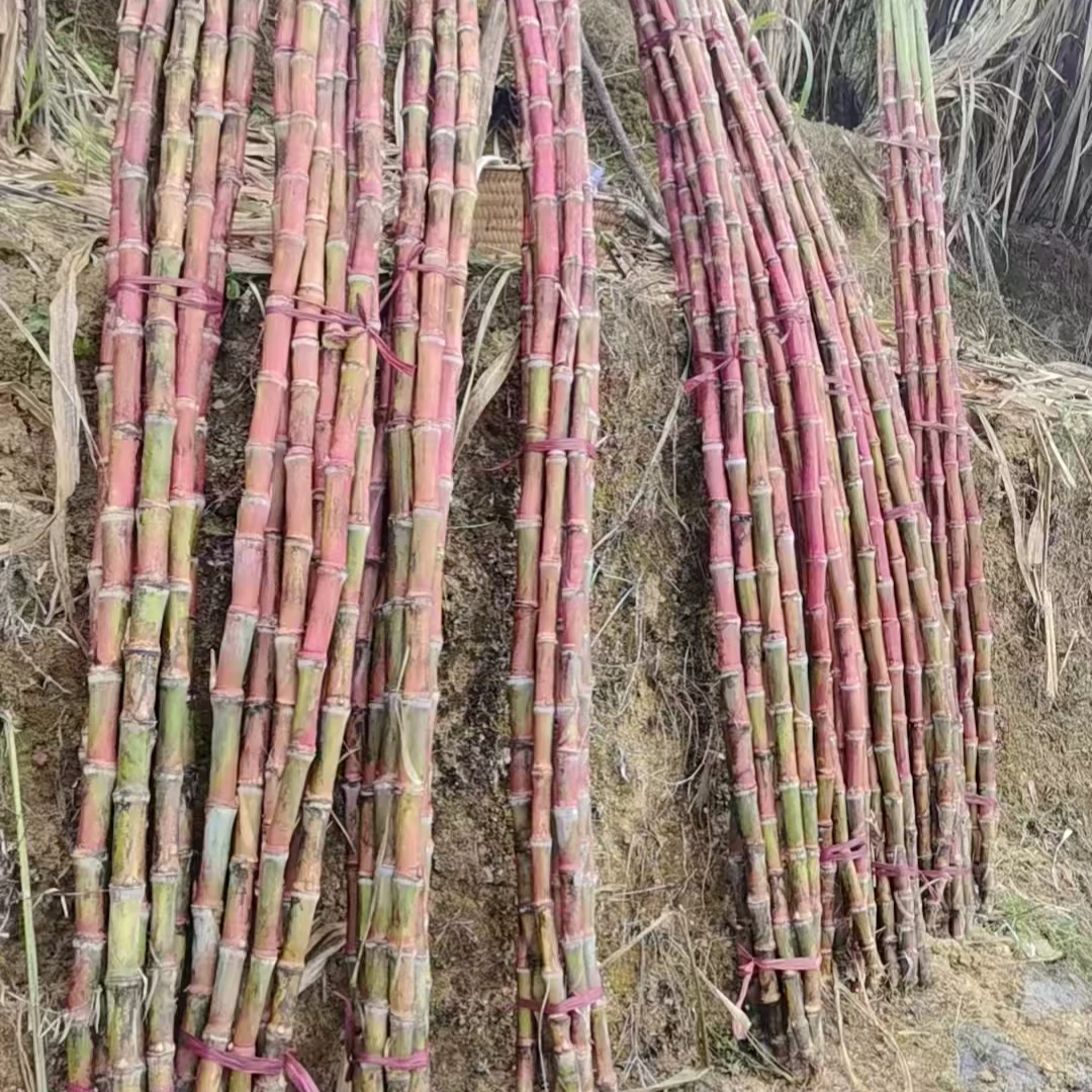 云南新鲜多汁脆皮新鲜脆甜多汁现砍现发孕妇云南红皮脆皮红皮甘蔗
