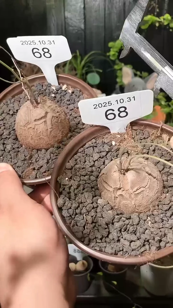 68号1031福利特价南非龟甲龙套餐