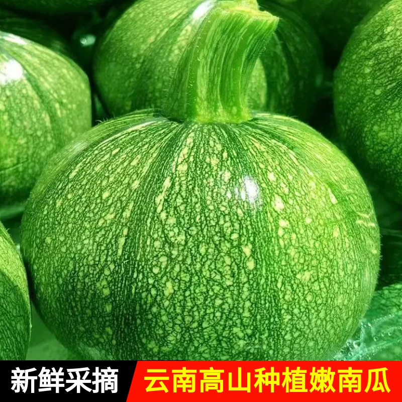 云南小南瓜嫩瓜绿皮小南瓜新鲜青皮南瓜嫩南瓜小圆瓜圆形西葫芦