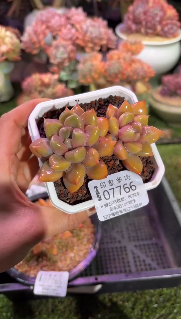 【闪购商品】07766