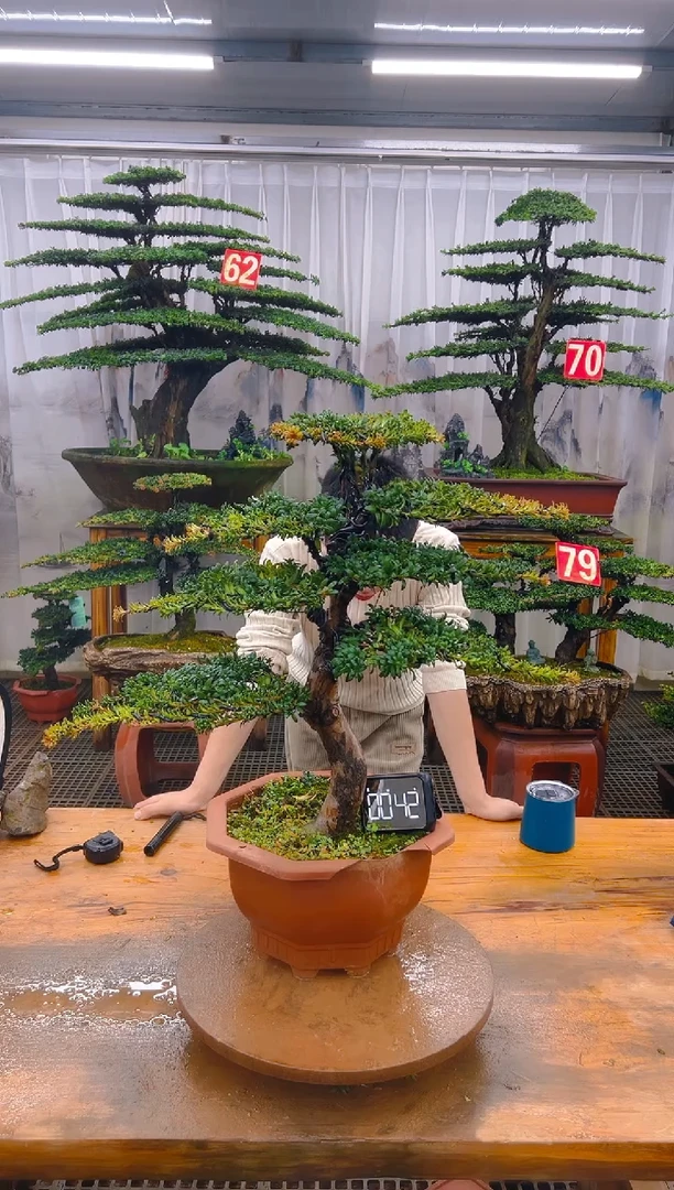 无花朵精品盆景直播间一物一拍