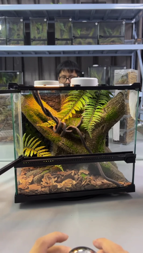 玻璃【长30宽25高27】爬宠造景缸睫角守宫树栖蜘蛛饲养箱爬宠爬虫缸