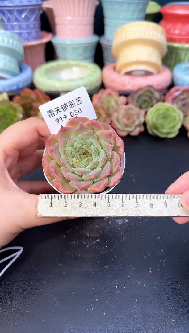 919-030青山（冠幅5cm）