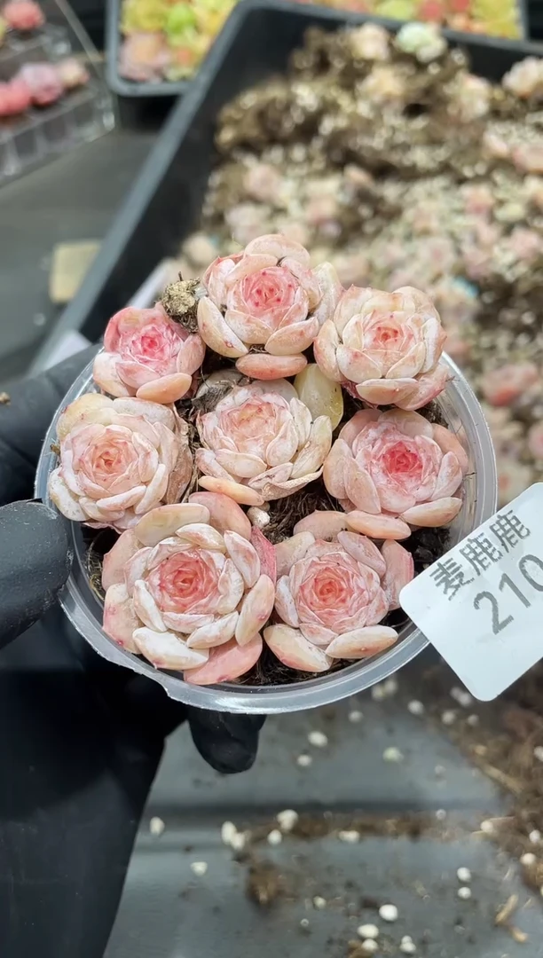 210粉云卷      量拍
