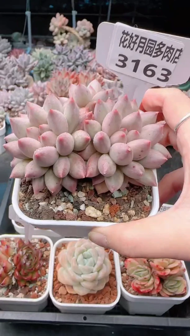 【闪购商品】3163水晶球