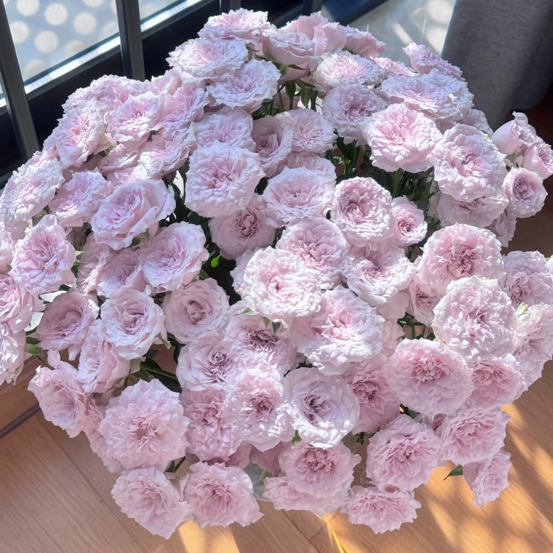 高品质 多头仙女罗拉 玫瑰云南基地直发生活鲜花