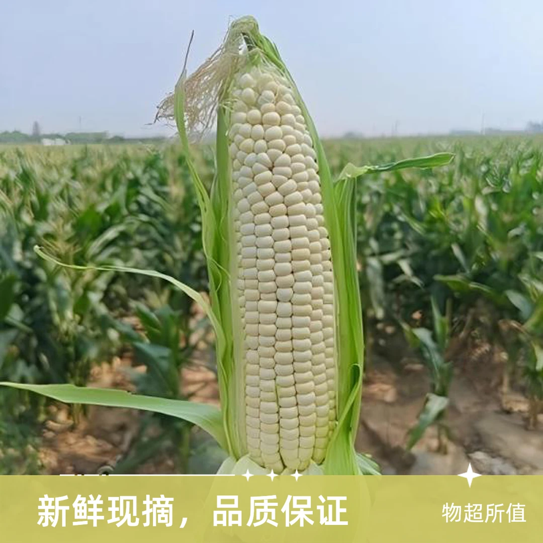 （顺丰包邮）大兴庞各庄本地农科糯336现掰现发巨新鲜北京市