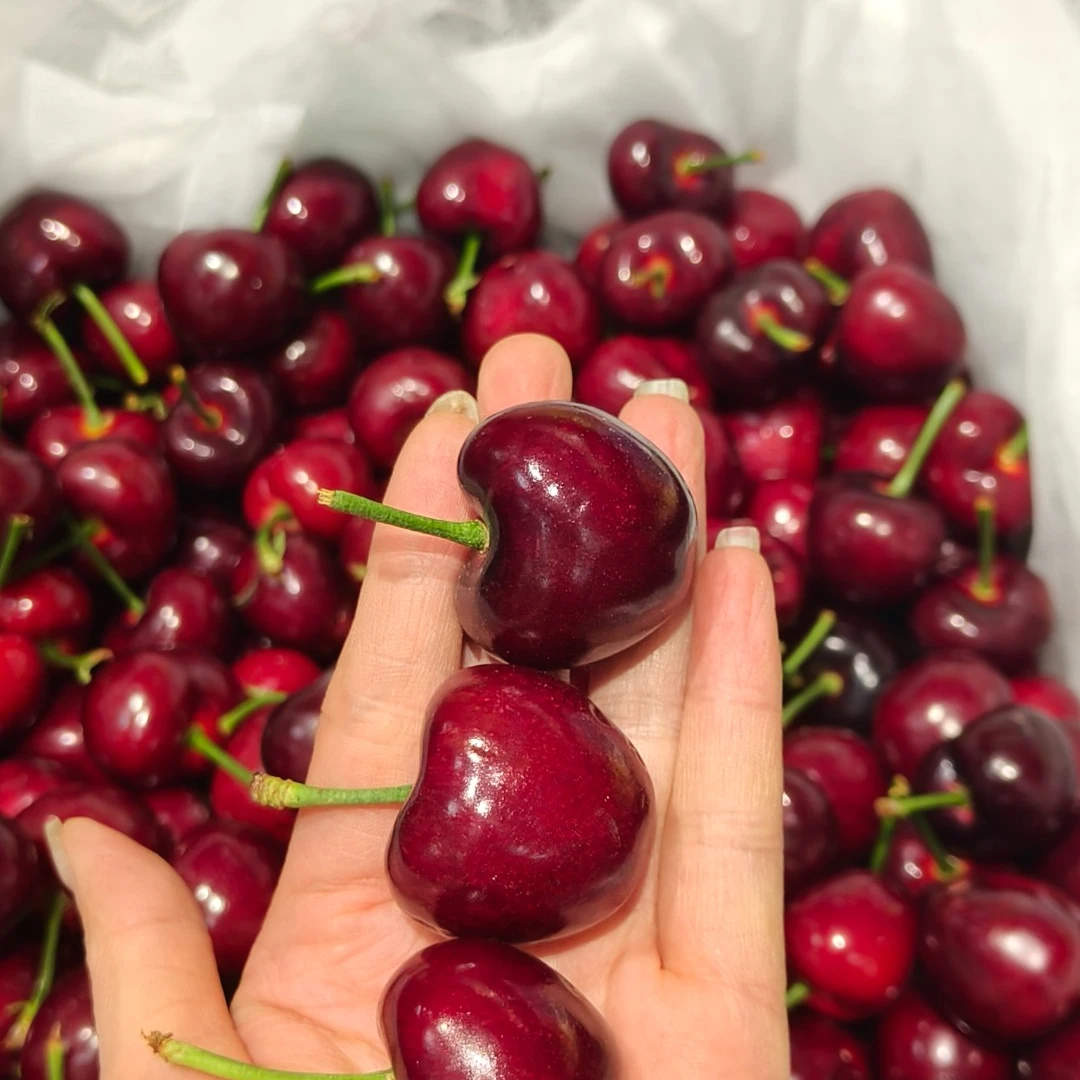 【鲜果速送】3J美早大樱桃一斤俄罗斯8号山东省