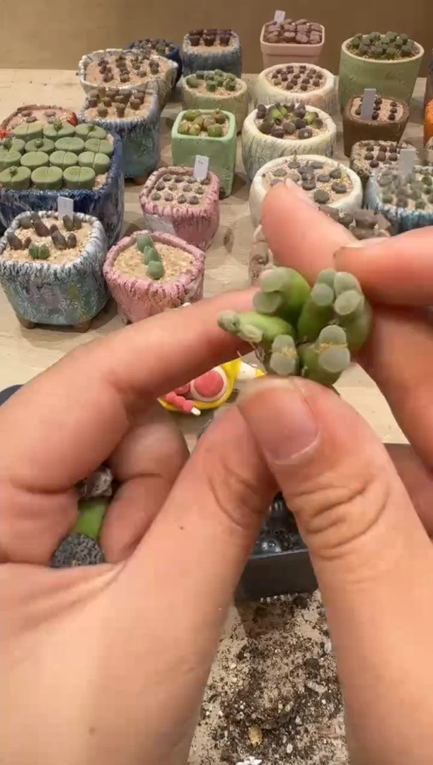 10-61多肉植物肉锥