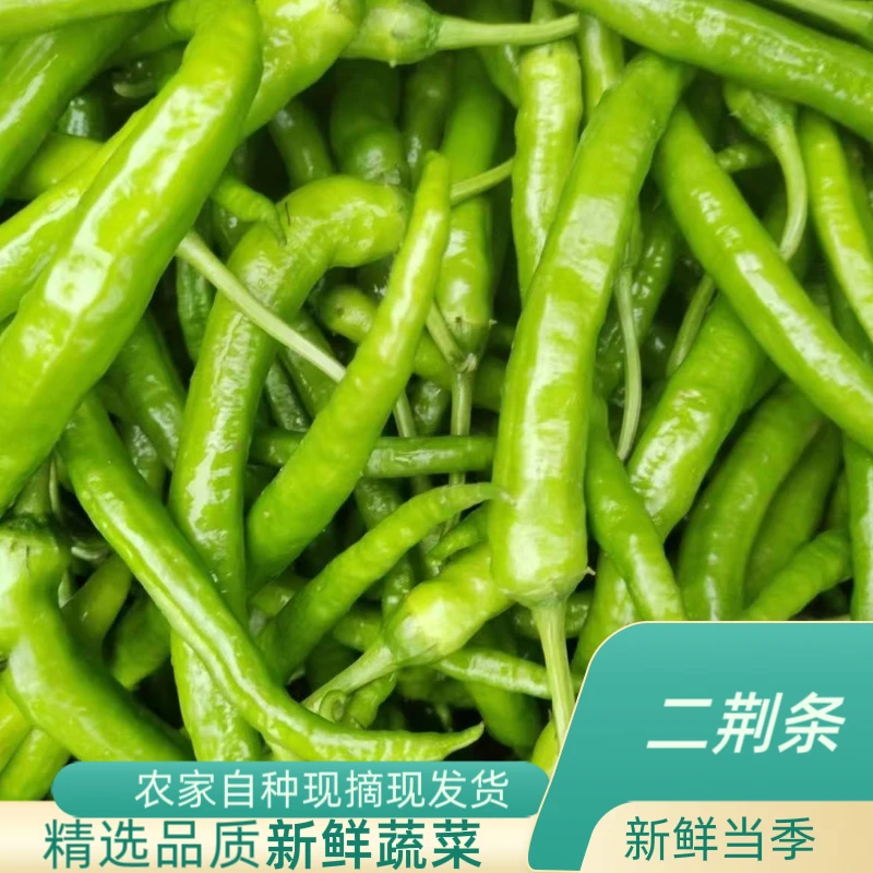 农家自种新鲜当季二荆条现摘现发货