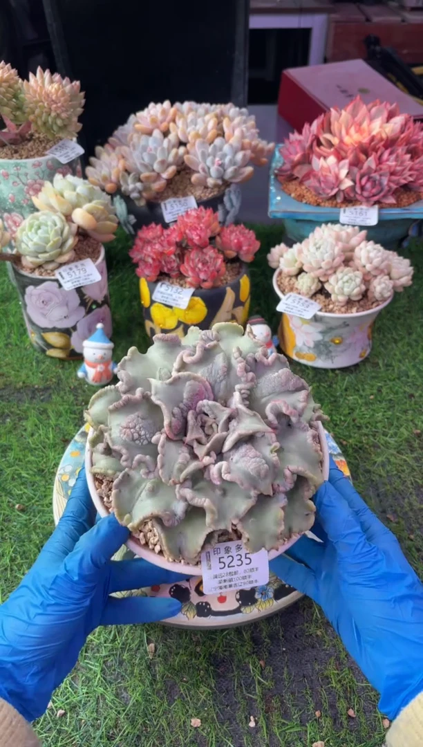 昆明印象多肉5235