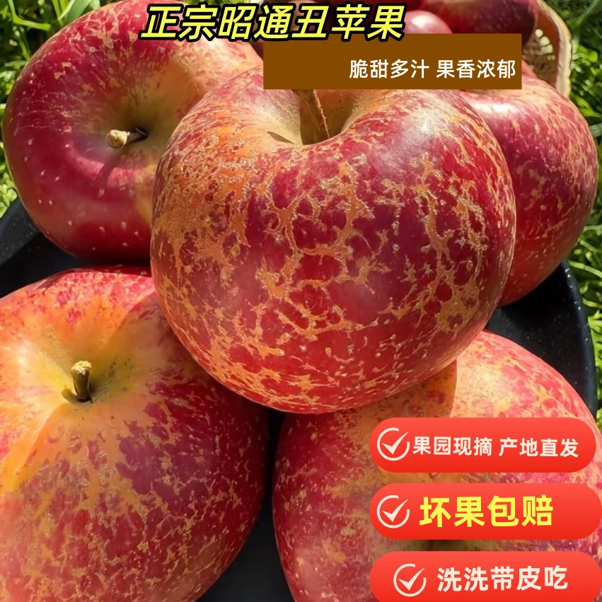 云南昭通丑苹果现摘新鲜冰糖心苹果产地直发云南昭通糖心丑苹果