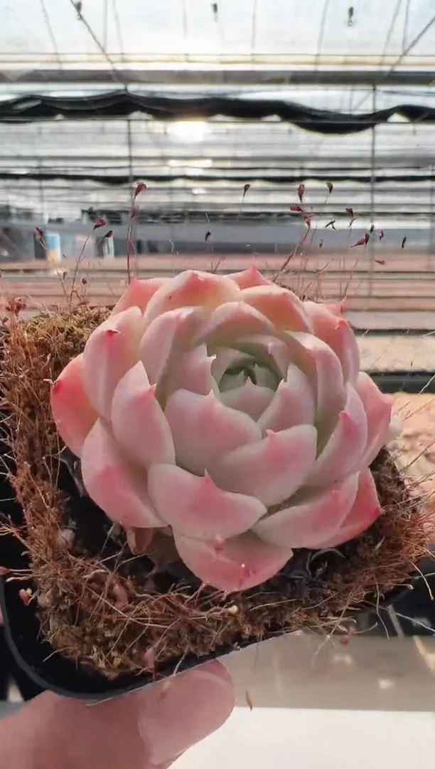 【闪购商品】新款多肉-9