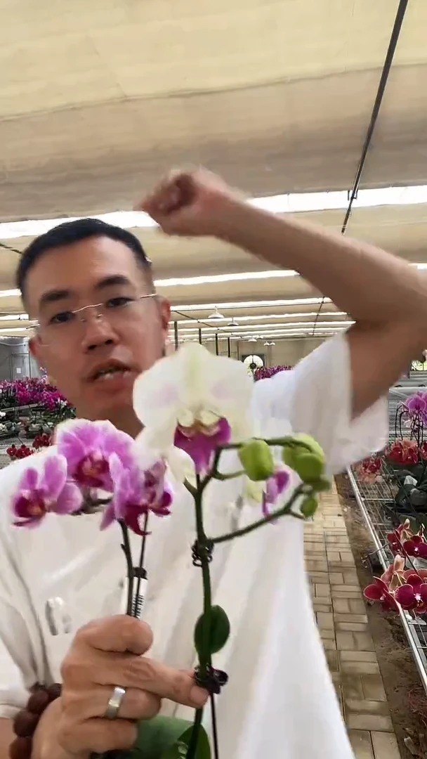 大部分开放少量花苞瑕疵根差月光组合带花花后苗2棵，无售后