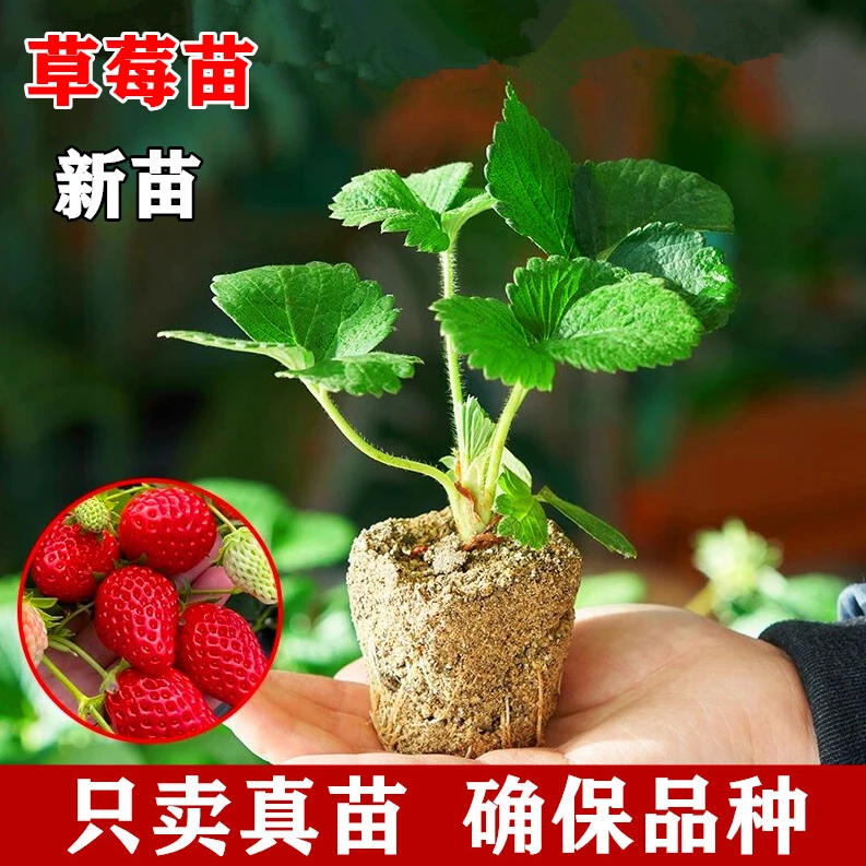 （新苗）红颜草莓苗盆栽地载阳台种植奶油草莓秧苗子四季结果苗种子