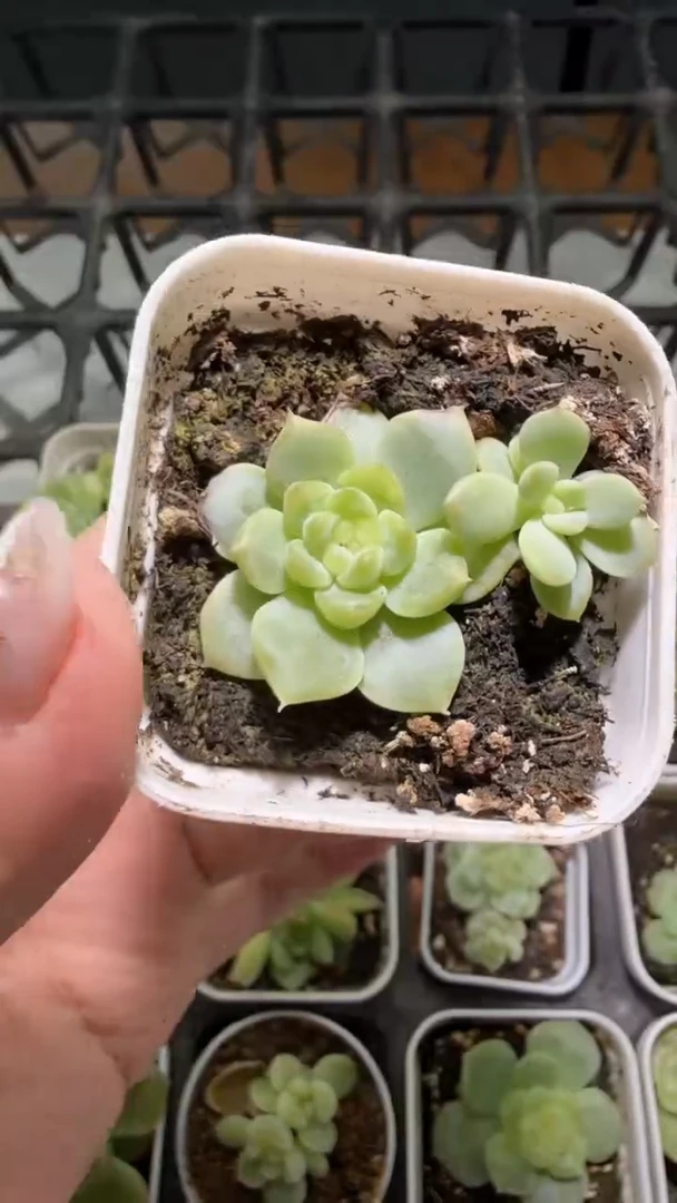 834  今禾多肉植物