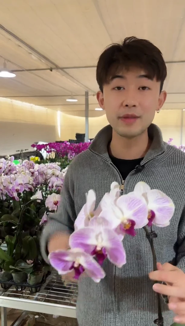 完全开放6972蝴蝶兰 全开特价