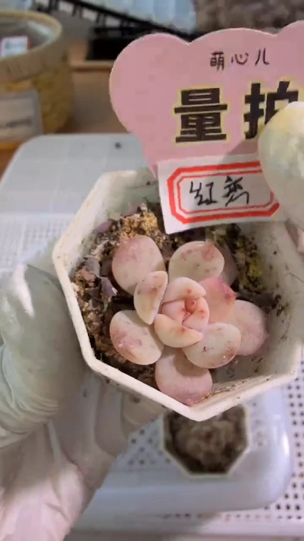 红恋 八角杯1盆 单双混 量拍混发