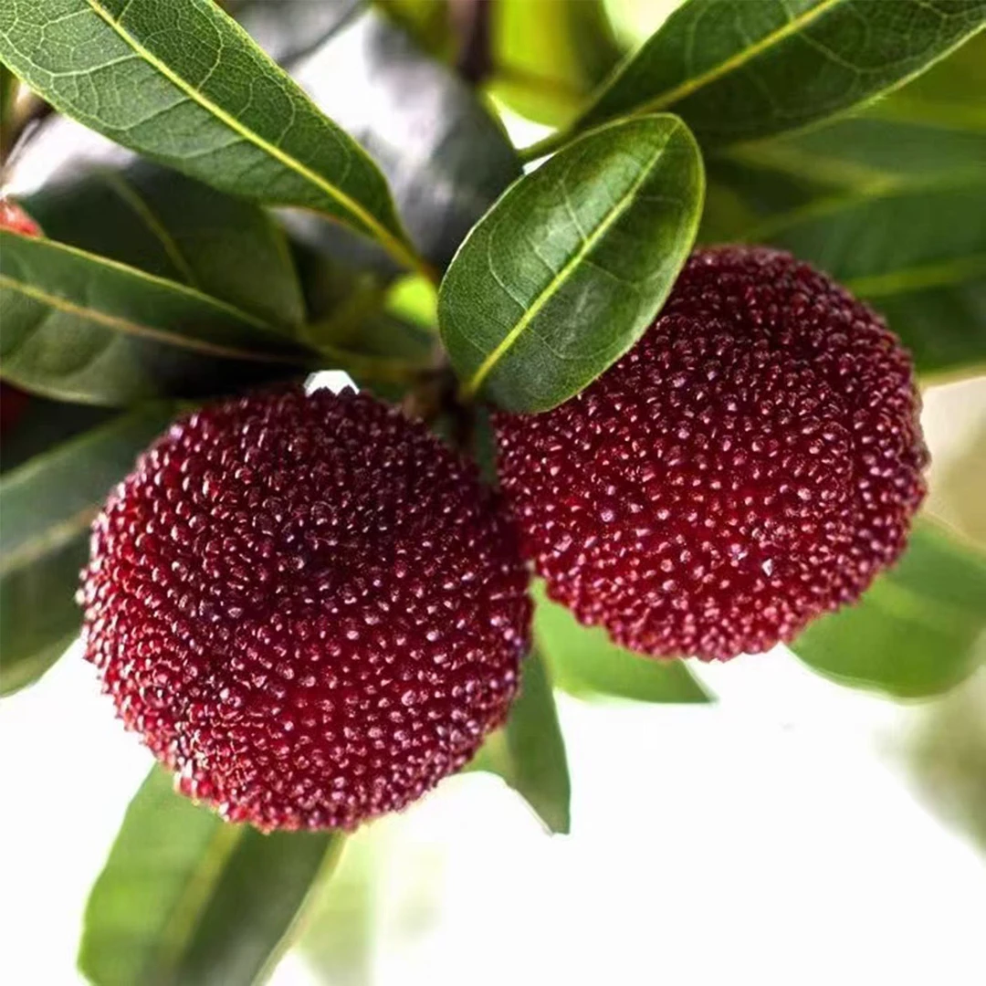 【仙居东魁杨梅买3斤送3斤】单果18-23克 现摘大果杨梅 发6斤新鲜杨梅浙江省