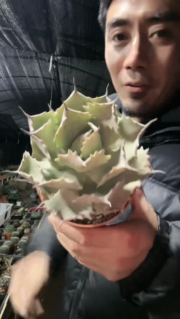 【闪购商品】白银甲蟹11111