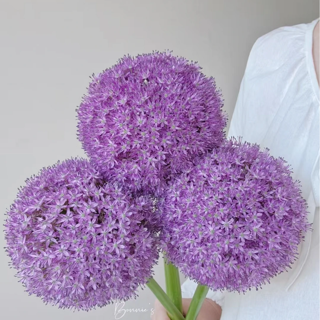 （大葱花）东北原产地直发顺丰包邮鲜花鲜切花