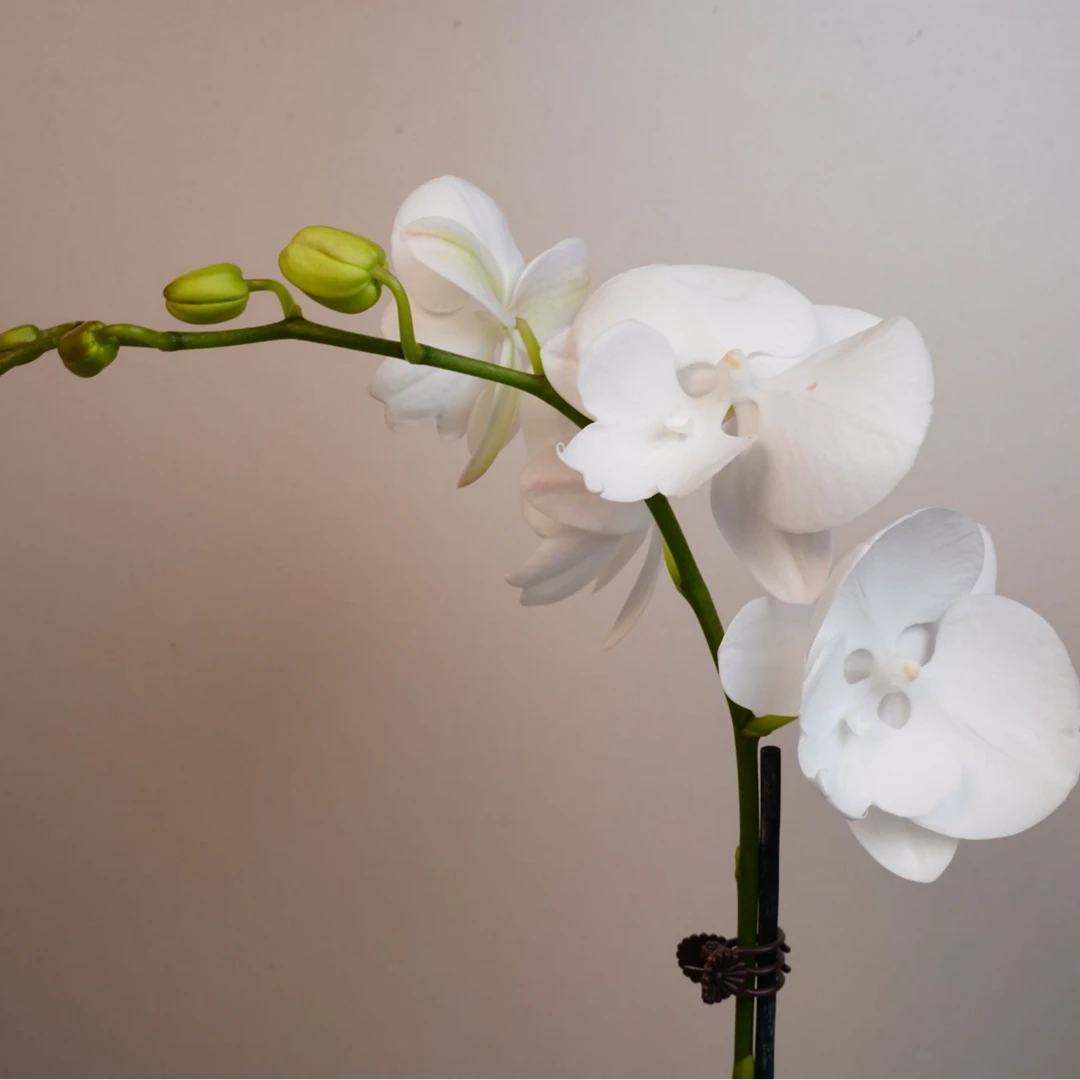 朝暮里蝴蝶兰【白鹿】带花带花苞开花珠发货