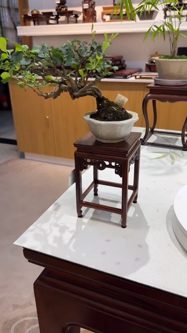 紫砂1紫砂紫砂紫砂紫砂紫砂
