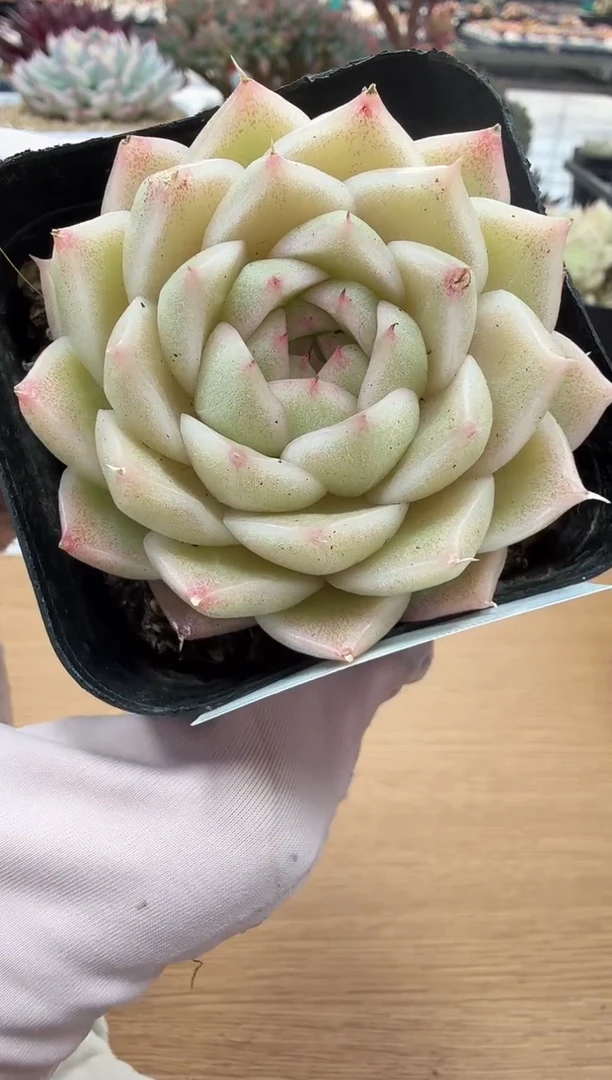 东云多肉园二店-65