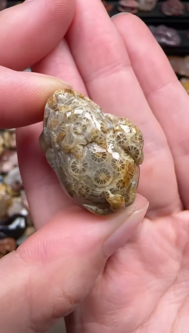 颈饰未镶嵌硅化珊瑚（珊瑚玉）763