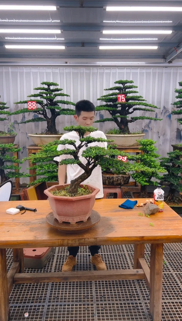 无花朵笑***哈精品盆景直播间一物一拍