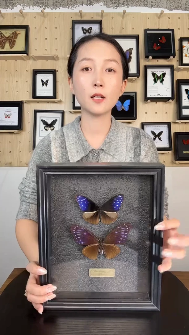 异型紫斑蝶和翠蓝斑蝶组合蝴蝶装饰画8寸框