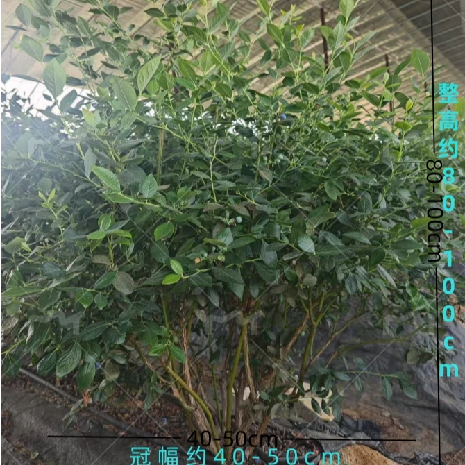 【高80-1米蓝莓大苗】蓝莓果树苗小院庭院盆栽南北方均可种植简单