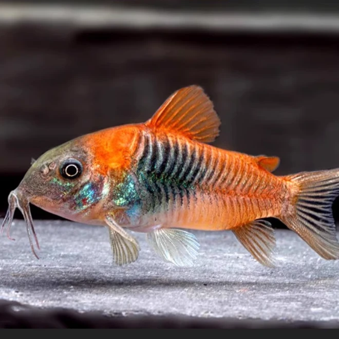 委内瑞拉青鼠鱼尼青尼格罗青鼠黑金红头鼠鱼紫罗兰鼠观赏鱼
