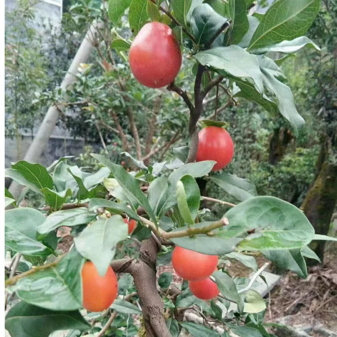 老鸦柿盆景不直接拍需通过直播链接