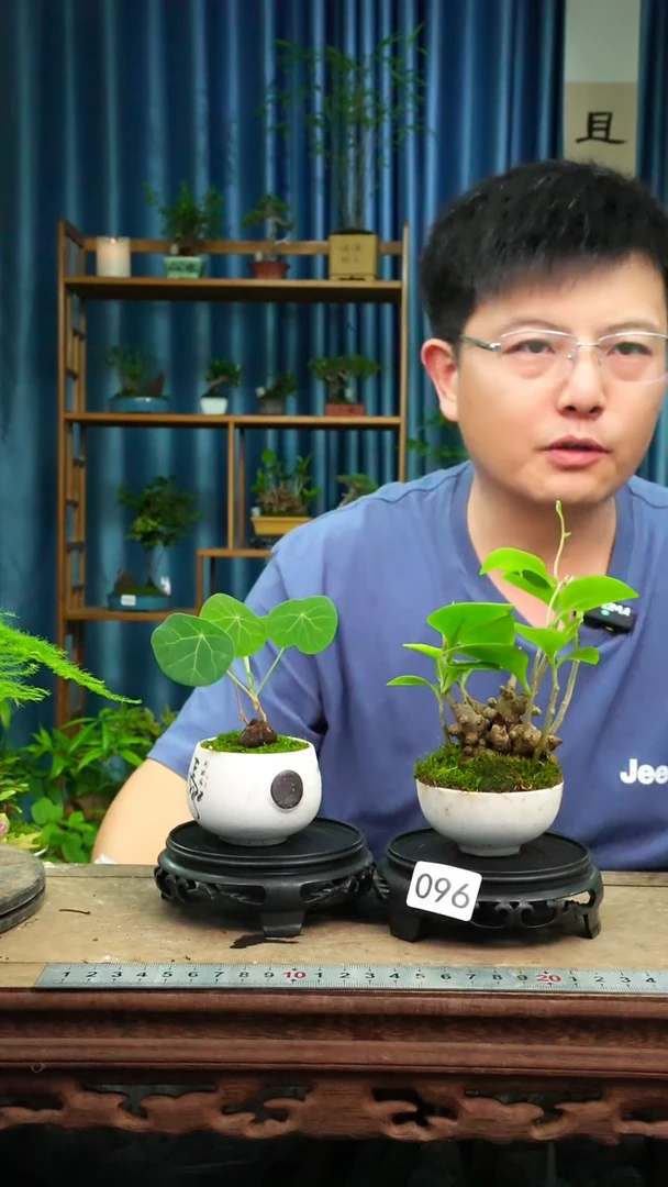 无花朵苔藓微景观096号