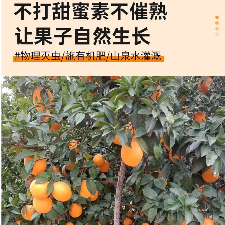 正宗精品赣南脐橙整箱10斤微商品质！回头客多！橙子