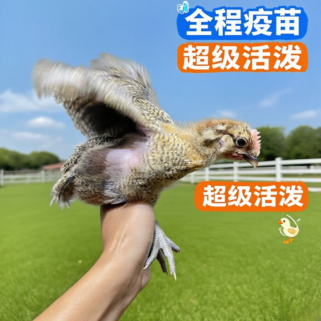 青脚麻羽绿壳蛋鸡宠物鸡散养一斤左右土鸡草鸡溜达鸡6只大鸡