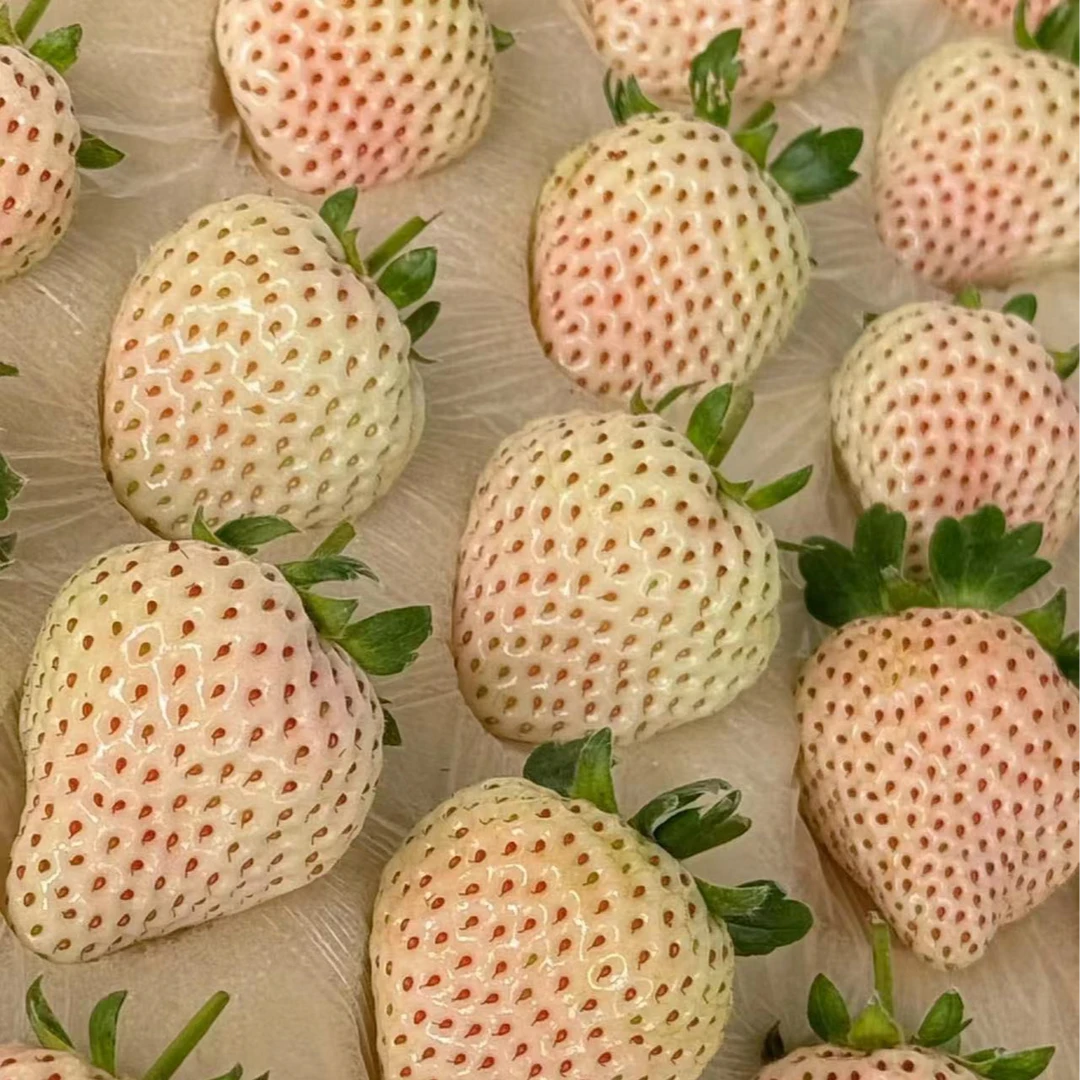 【三盒】【D】好吃的淡雪白草莓  仅限太原榆次可拍