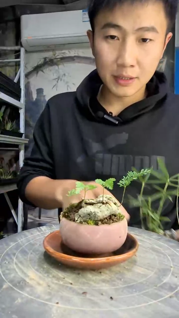 泽*中青园艺一物一拍495