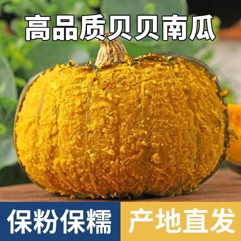 贝贝南瓜正宗新鲜板栗味小南瓜栗面粉糯