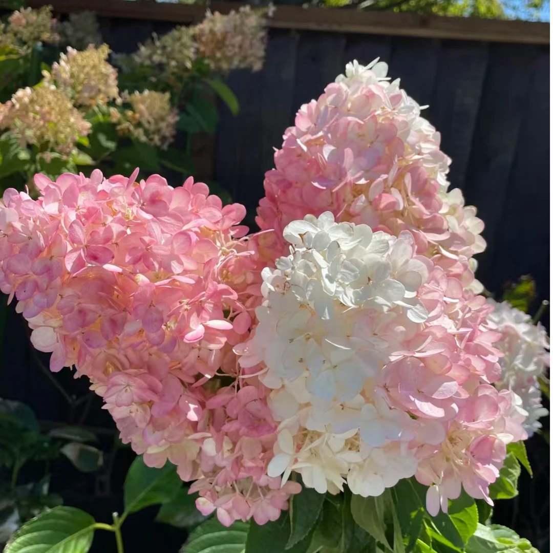 香草草莓圆锥绣球  前期白色后期粉色 小3加（吴）半开花发货